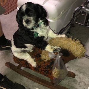 Meet your Posher, Robin